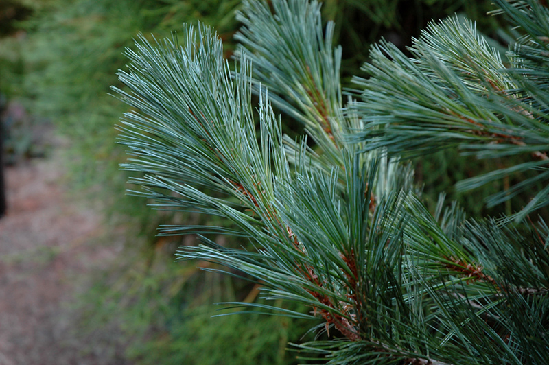Cesarini Blue Limber Pine (Pinus flexilis 'Cesarini Blue') at Skillins Greenhouse