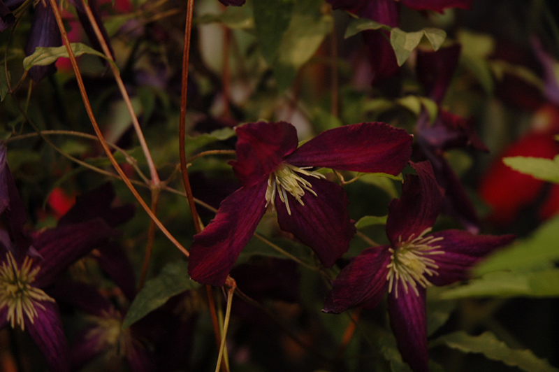 Sweet Summer Love Clematis (Clematis 'Sweet Summer Love') at Skillins Greenhouse