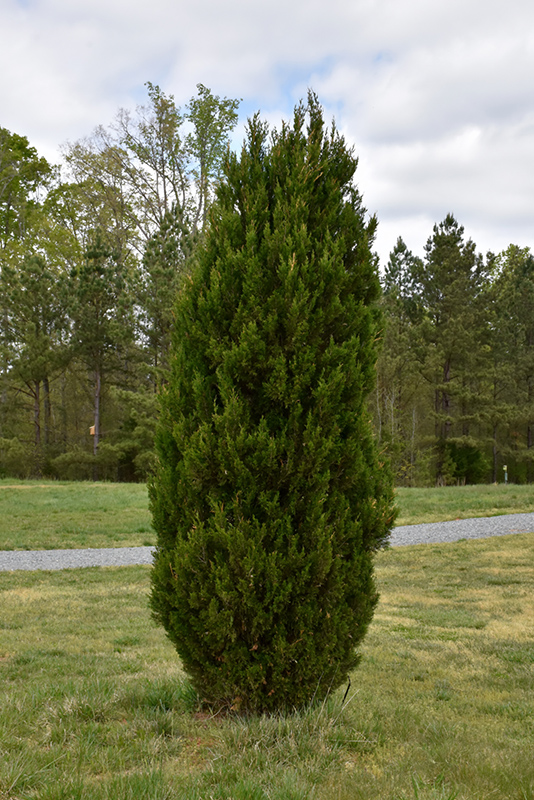Spartan Juniper (Juniperus chinensis 'Spartan') at Skillins Greenhouse