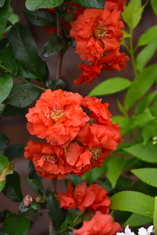 Double Take Orange Flowering Quince (Chaenomeles speciosa 'Orange Storm') at Skillins Greenhouse