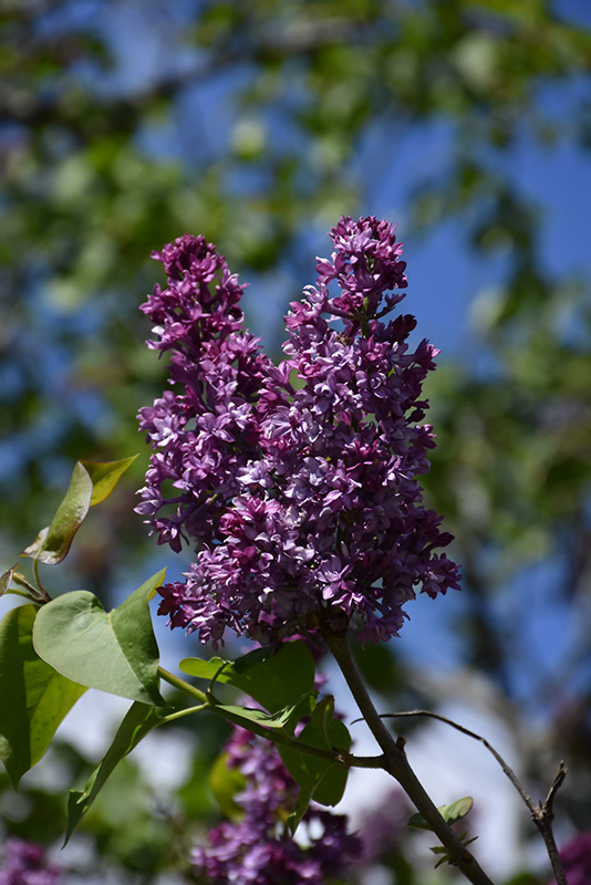 Royal Purple Lilac (Syringa x hyacinthiflora 'Royal Purple') at Skillins Greenhouse