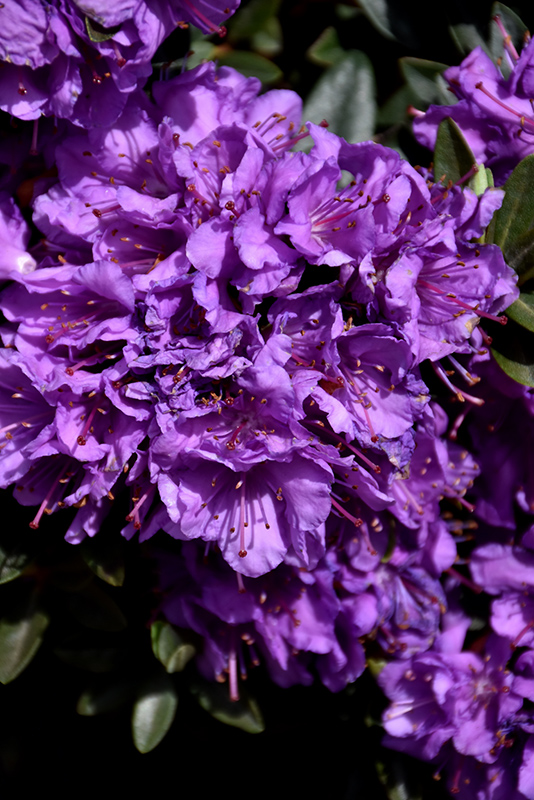 Purple Gem Rhododendron (Rhododendron 'Purple Gem') at Skillins Greenhouse