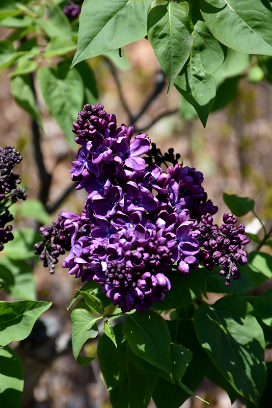 Agincourt Beauty Lilac (Syringa vulgaris 'Agincourt Beauty') at Skillins Greenhouse