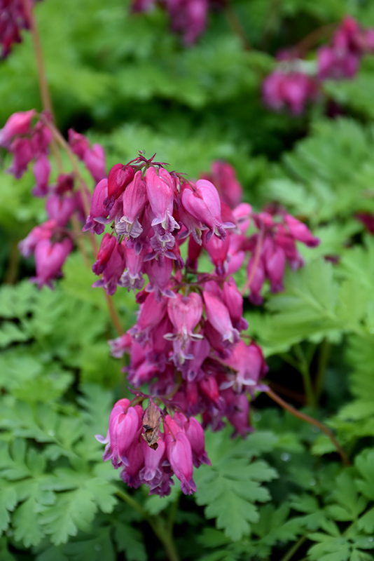 Luxuriant Bleeding Heart (Dicentra 'Luxuriant') at Skillins Greenhouse