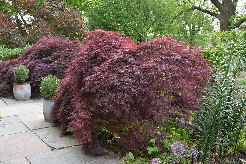 Crimson Queen Japanese Maple (Acer palmatum 'Crimson Queen') at Skillins Greenhouse