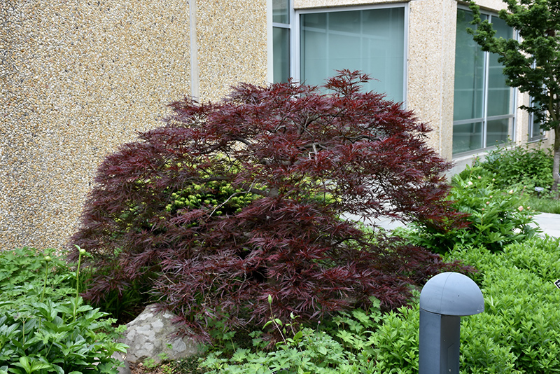 Red Dragon Japanese Maple (Acer palmatum 'Red Dragon') at Skillins Greenhouse