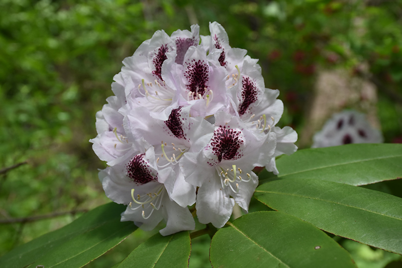 Calsap Rhododendron (Rhododendron 'Calsap') at Skillins Greenhouse