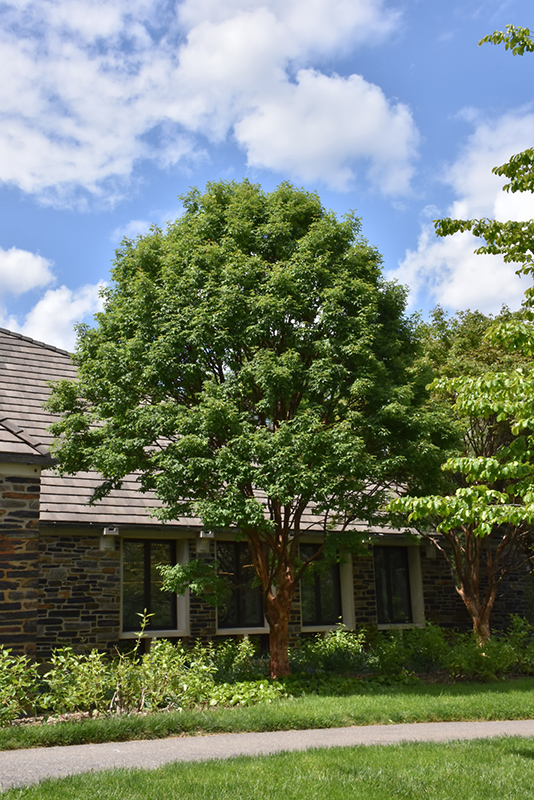 Paperbark Maple (Acer griseum) at Skillins Greenhouse