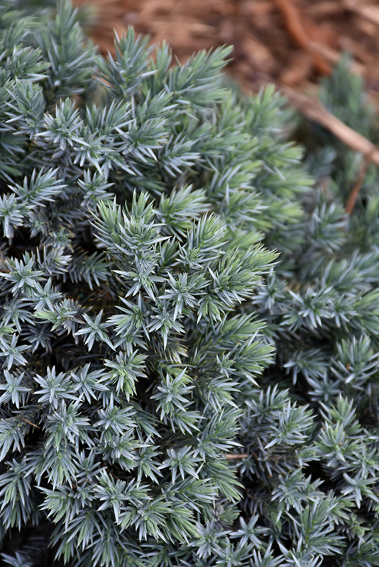 Blue Star Juniper (Juniperus squamata 'Blue Star') at Skillins Greenhouse
