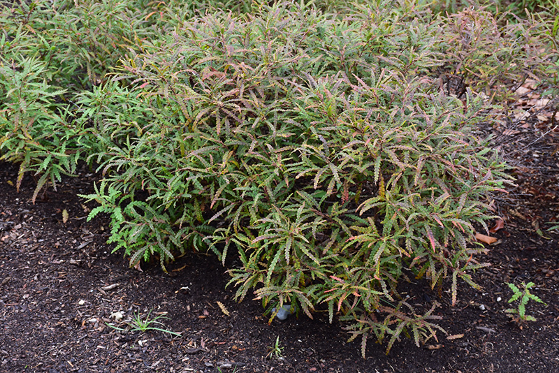 Sweetfern (Comptonia peregrina) at Skillins Greenhouse