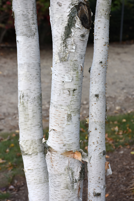 Whitebark Himalayan Birch (Betula utilis 'var. jacquemontii') at Skillins Greenhouse