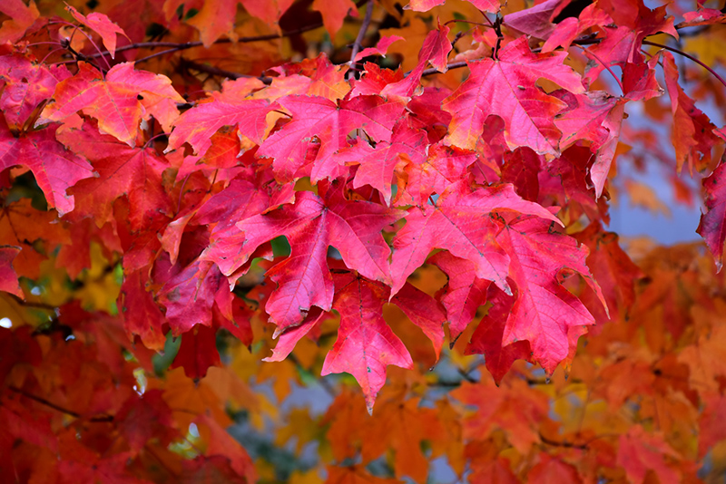 Fall Fiesta Sugar Maple (Acer saccharum 'Bailsta') at Skillins Greenhouse
