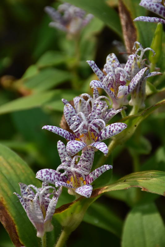 Toad Lily (Tricyrtis hirta) at Skillins Greenhouse
