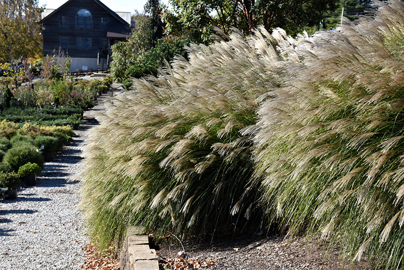 Gracillimus Maiden Grass (Miscanthus sinensis 'Gracillimus') at Skillins Greenhouse
