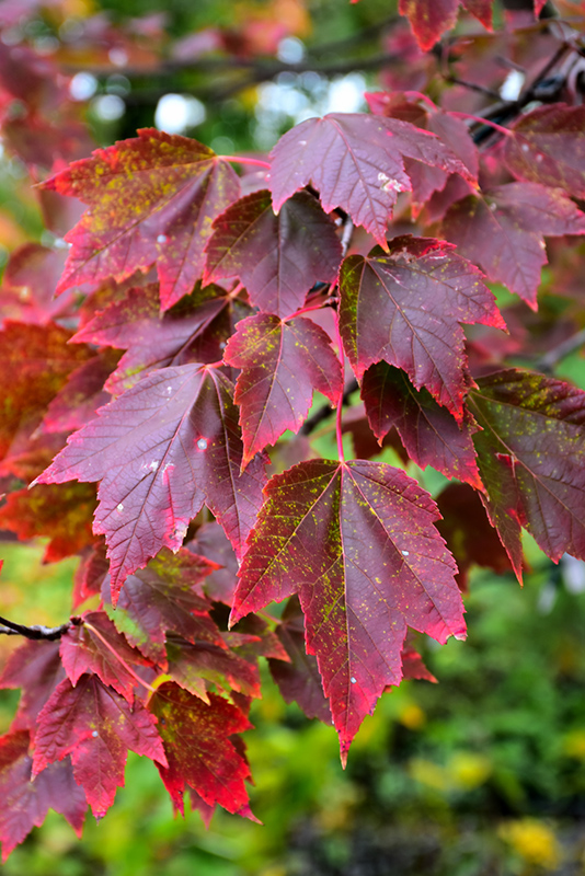Red Sunset Red Maple (Acer rubrum 'Franksred') at Skillins Greenhouse