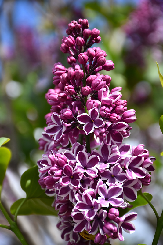 Sensation Lilac (Syringa vulgaris 'Sensation') at Skillins Greenhouse