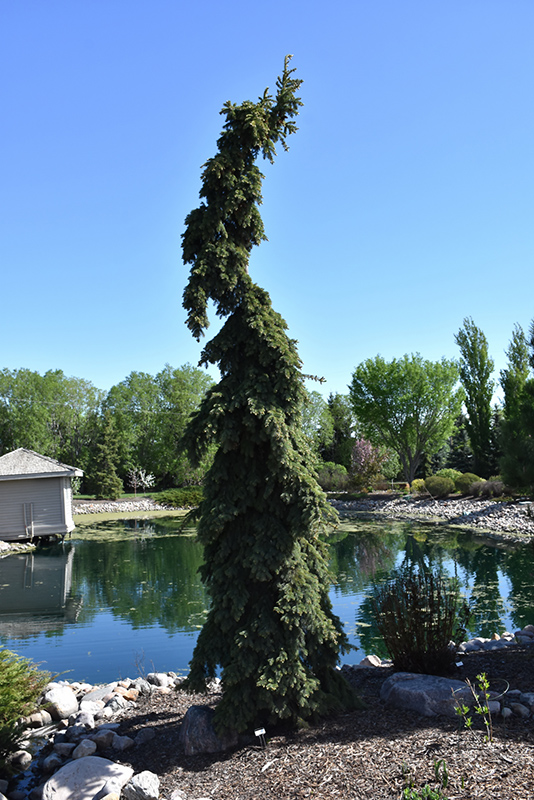 Weeping White Spruce (Picea glauca 'Pendula') at Skillins Greenhouse