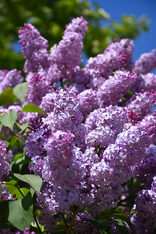 Common Lilac (Syringa vulgaris) at Skillins Greenhouse