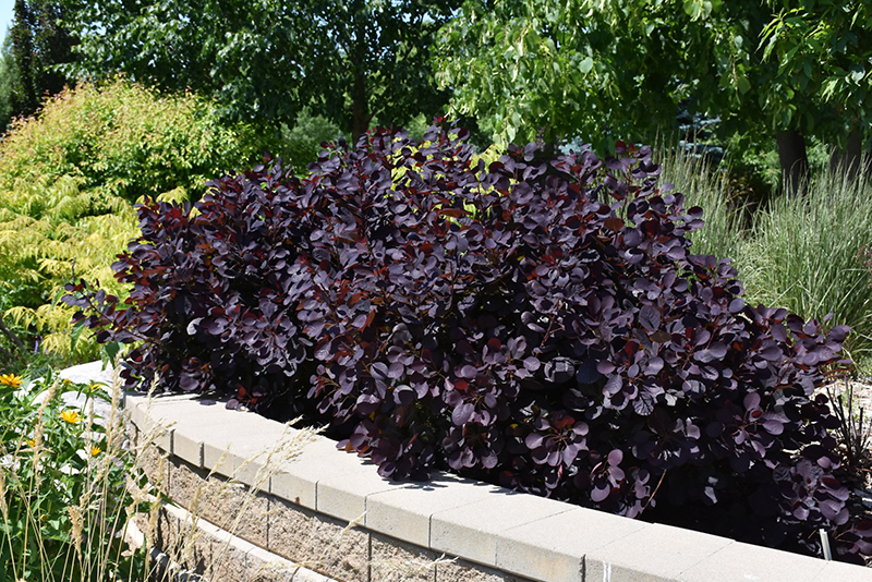 Royal Purple Smokebush (Cotinus coggygria 'Royal Purple') at Skillins Greenhouse