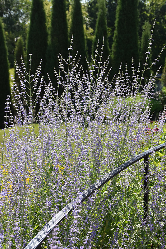 Longin Russian Sage (Perovskia atriplicifolia 'Longin') at Skillins Greenhouse