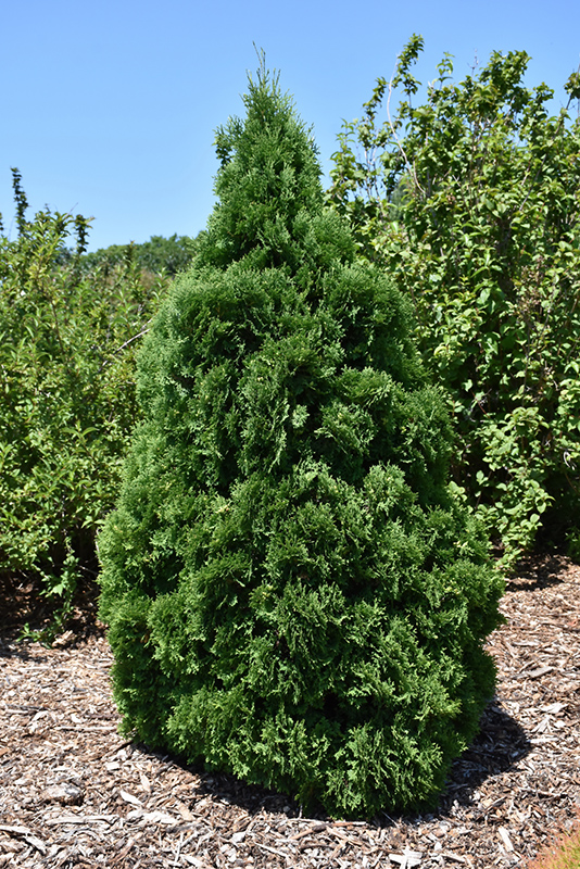 Holmstrup Arborvitae (Thuja occidentalis 'Holmstrup') at Skillins Greenhouse