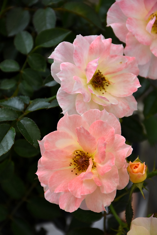 Oso Easy Italian Ice Rose (Rosa 'Chewnicebell') at Skillins Greenhouse