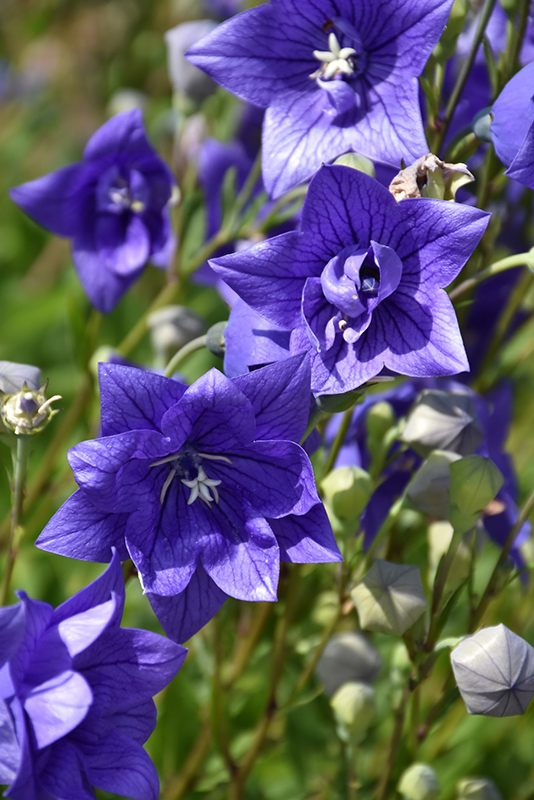 Astra Double Blue Balloon Flower (Platycodon grandiflorus 'Astra Double Blue') at Skillins Greenhouse