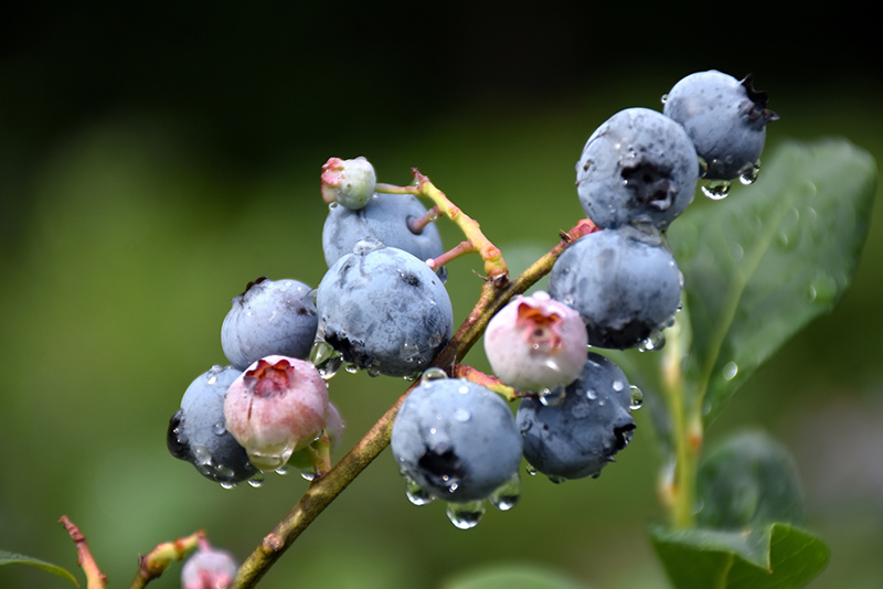 Blueray Blueberry (Vaccinium corymbosum 'Blueray') at Skillins Greenhouse