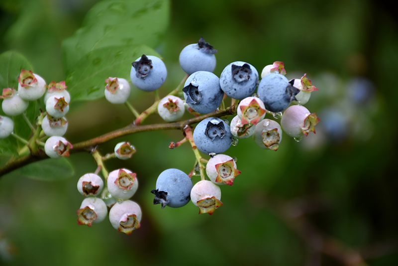 Highbush Blueberry (Vaccinium corymbosum) at Skillins Greenhouse