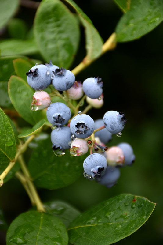 Jersey Blueberry (Vaccinium corymbosum 'Jersey') at Skillins Greenhouse