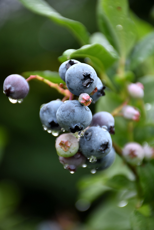 Bonus Blueberry (Vaccinium corymbosum 'Bonus') at Skillins Greenhouse