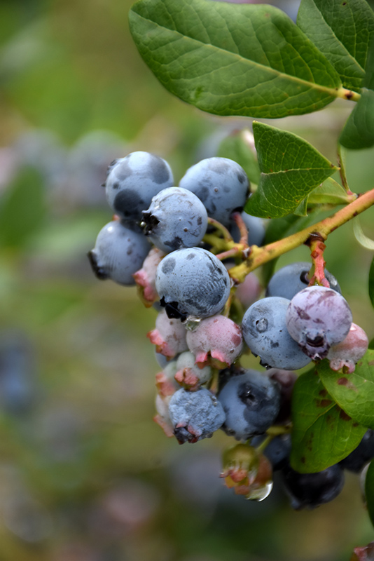 Darrow Blueberry (Vaccinium corymbosum 'Darrow') at Skillins Greenhouse