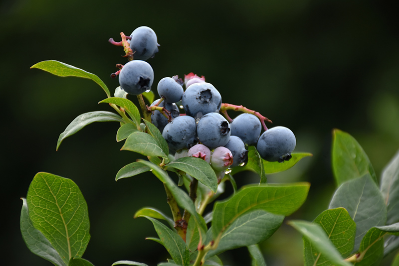 Northland Blueberry (Vaccinium corymbosum 'Northland') at Skillins Greenhouse