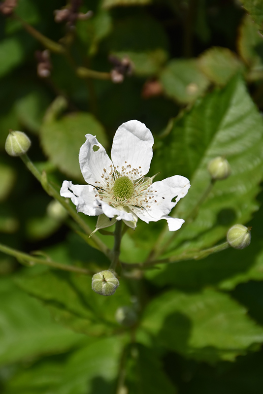 Baby Cakes Blackberry (Rubus 'APF-236T') at Skillins Greenhouse