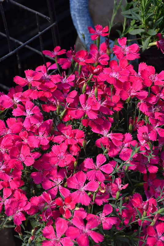 Zing Rose Maiden Pinks (Dianthus deltoides 'Zing Rose') at Skillins Greenhouse