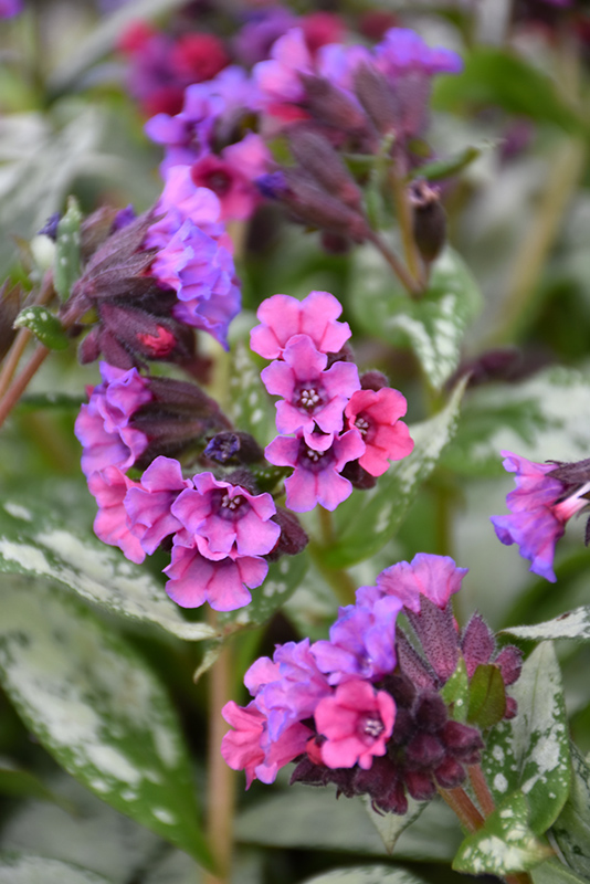 Silver Bouquet Lungwort (Pulmonaria 'Silver Bouquet') at Skillins Greenhouse