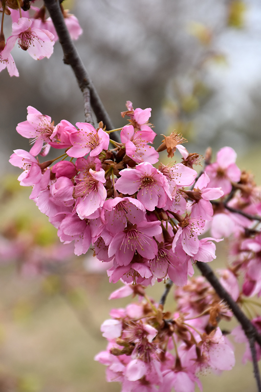 Spring Wonder Sargent Cherry (Prunus sargentii 'Hokkaido Normandale') at Skillins Greenhouse