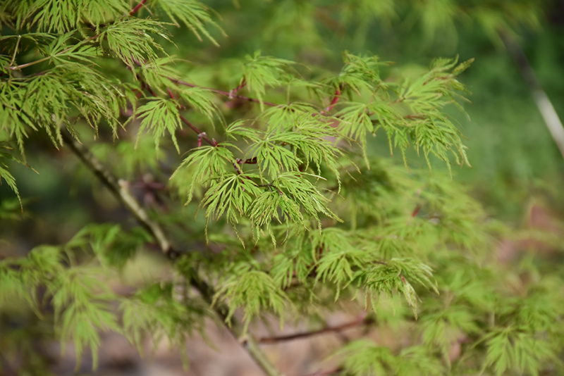 Emerald Lace Japanese Maple (Acer palmatum 'Emerald Lace') at Skillins Greenhouse