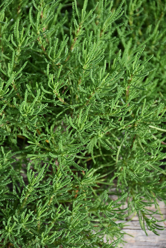 Green Lavender Cotton (Santolina rosmarinifolia) at Skillins Greenhouse