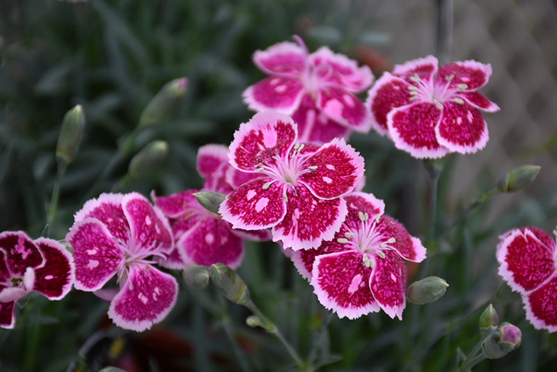 Fire And Ice Pinks (Dianthus 'Fire And Ice') at Skillins Greenhouse
