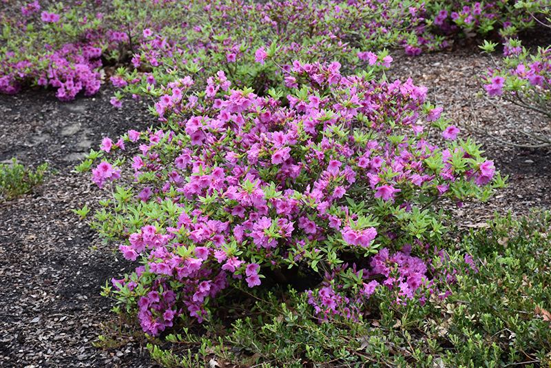 Herbert Azalea (Rhododendron 'Herbert') at Skillins Greenhouse