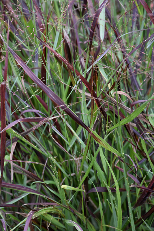 Cheyenne Sky Switch Grass (Panicum virgatum 'Cheyenne Sky') at Skillins Greenhouse