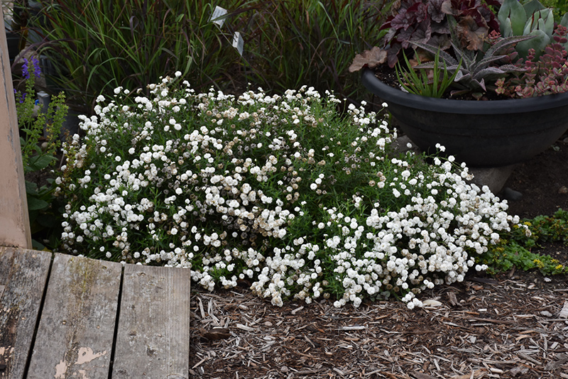 Peter Cottontail Yarrow (Achillea ptarmica 'Peter Cottontail') at Skillins Greenhouse