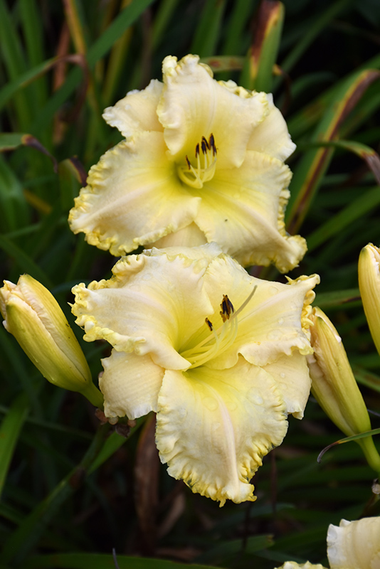 Marquee Moon Daylily (Hemerocallis 'Marquee Moon') at Skillins Greenhouse