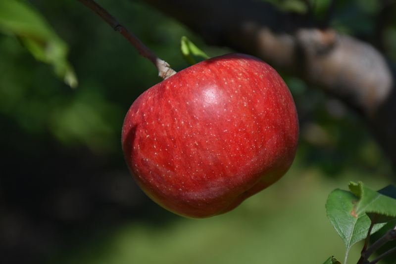 Wolf River Apple (Malus 'Wolf River') at Skillins Greenhouse