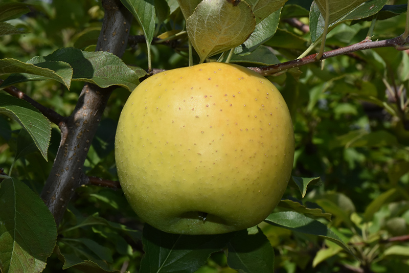 Yellow Transparent Apple (Malus 'Yellow Transparent') at Skillins Greenhouse