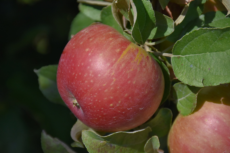 Cox's Orange Pippin Apple (Malus 'Cox's Orange Pippin') at Skillins Greenhouse