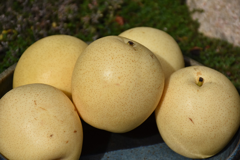 Shinseiki Asian Pear (Pyrus pyrifolia 'Shinseiki') at Skillins Greenhouse
