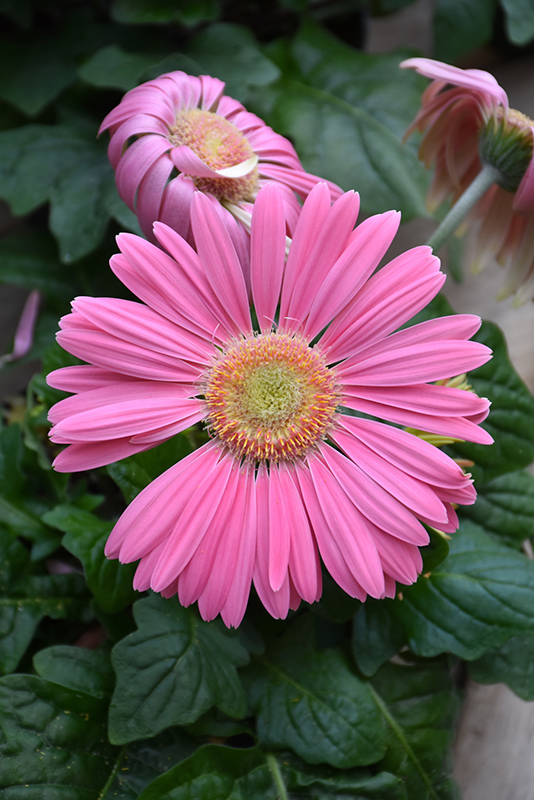 Pink Gerbera Daisy (Gerbera 'Pink') at Skillins Greenhouse