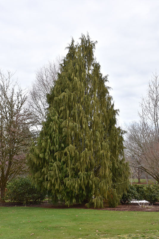 Weeping Nootka Cypress (Chamaecyparis nootkatensis 'Pendula') at Skillins Greenhouse